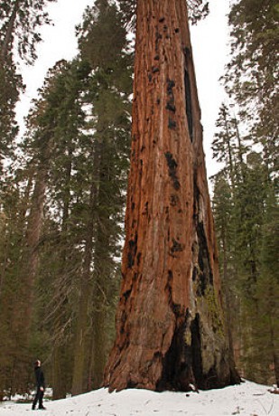 258px-Sequoia_National_Park,_California_(2011)